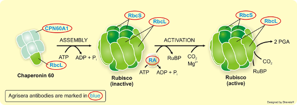 Agrisera专业经典RUBISCO/Carbon metabolism抗体