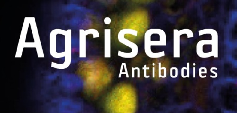 Agrisera植物细胞壁相关抗体，开学季促销啦！