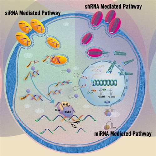 Illustration highlighting siRNA, shRNA and miRNA mediated pathways