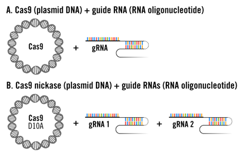 CRISPR Plasmid and gRNA Delivery Approaches Illustration