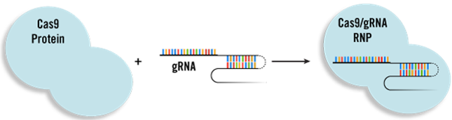 CRISPR RNP Delivery Approach Illustration